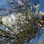 Obstbaumblüte im Gemeinschaftsgarten Tausendschön