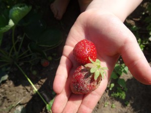 Erdbeeren auf der Hand Mailine