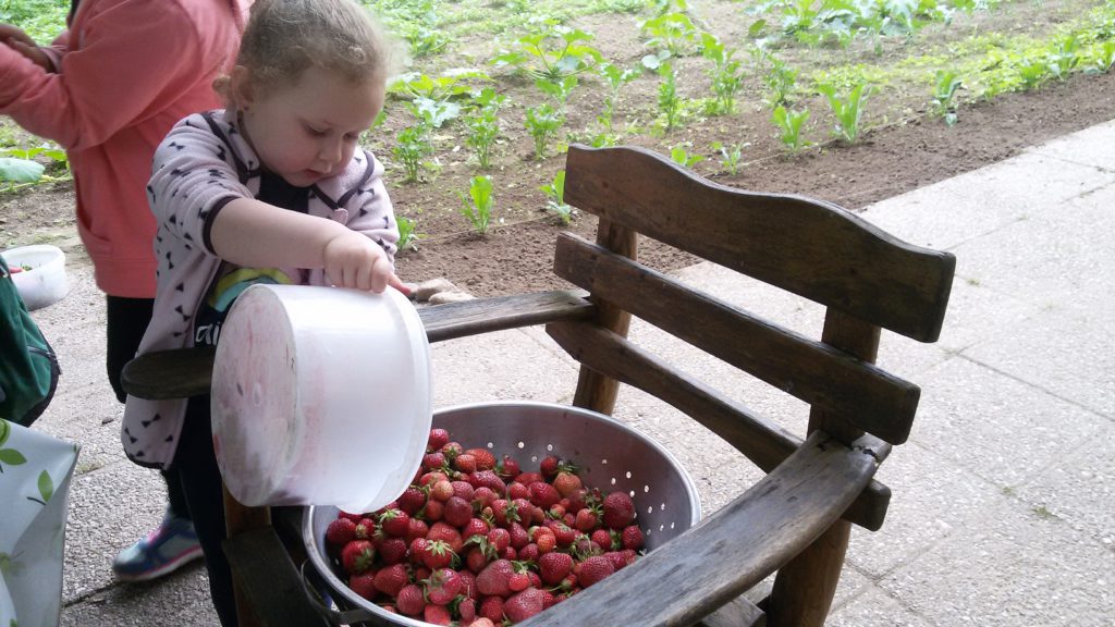 Ernte teilen Erdbeeren Melina