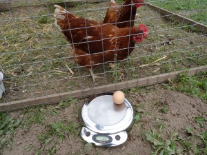 Berta legt die größten Bio-Eier