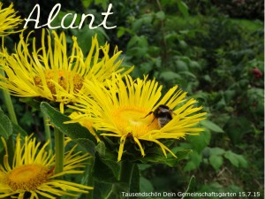 Alant - Inula helenium - Inaro - Im Gemeinschaftsgarten Tausendschön haben wir echten Alant gepflanzt. Er hat einen trockenen, sonnigen Platz und gedeiht prächtig. Seine gelben Blüten leuchten von Weitem. Sie sind umsäumt von großen, sehr behaarten Blättern. Die hohe Staude ist ein Blickfang vor den Himbeeren. Bereits in der Antike bei den Griechen und Römern war Alant eine wichtige Heilpflanze. Im Herbst gesammelter Wurzelstock und Wurzeln wurden als Wurmkur, zur Behandlung von Lungen- und Atemwegserkrankungen, zur Heilung von Katarrh, zur Anregung der Verdauung und als antiseptisches Mittel zur Wundbehandlung eingesetzt. Der verdickte Wurzelstock der Pflanze enthält reichlich Inulinzucker wie auch beispielsweise das als Wurzelgemüse angebaute Korbblütengewächs, die Gartenschwarzwurzel (Scorzonera hispanica). Auch der Wurzelstock des Echten Alants wurde in der Küche sowohl als Nahrungsmittel als auch als Gewürz für den Verdauungstrunk verwendet. Die Wirkstoffe des Wurzelstocks verursachen jedoch in großen Mengen genossen Übelkeit. Auf dem Balkan und in Mitteleuropa wird der Echte Alant noch in geringem Maße für dieselben Zwecke wie im Mittelalter angebaut.