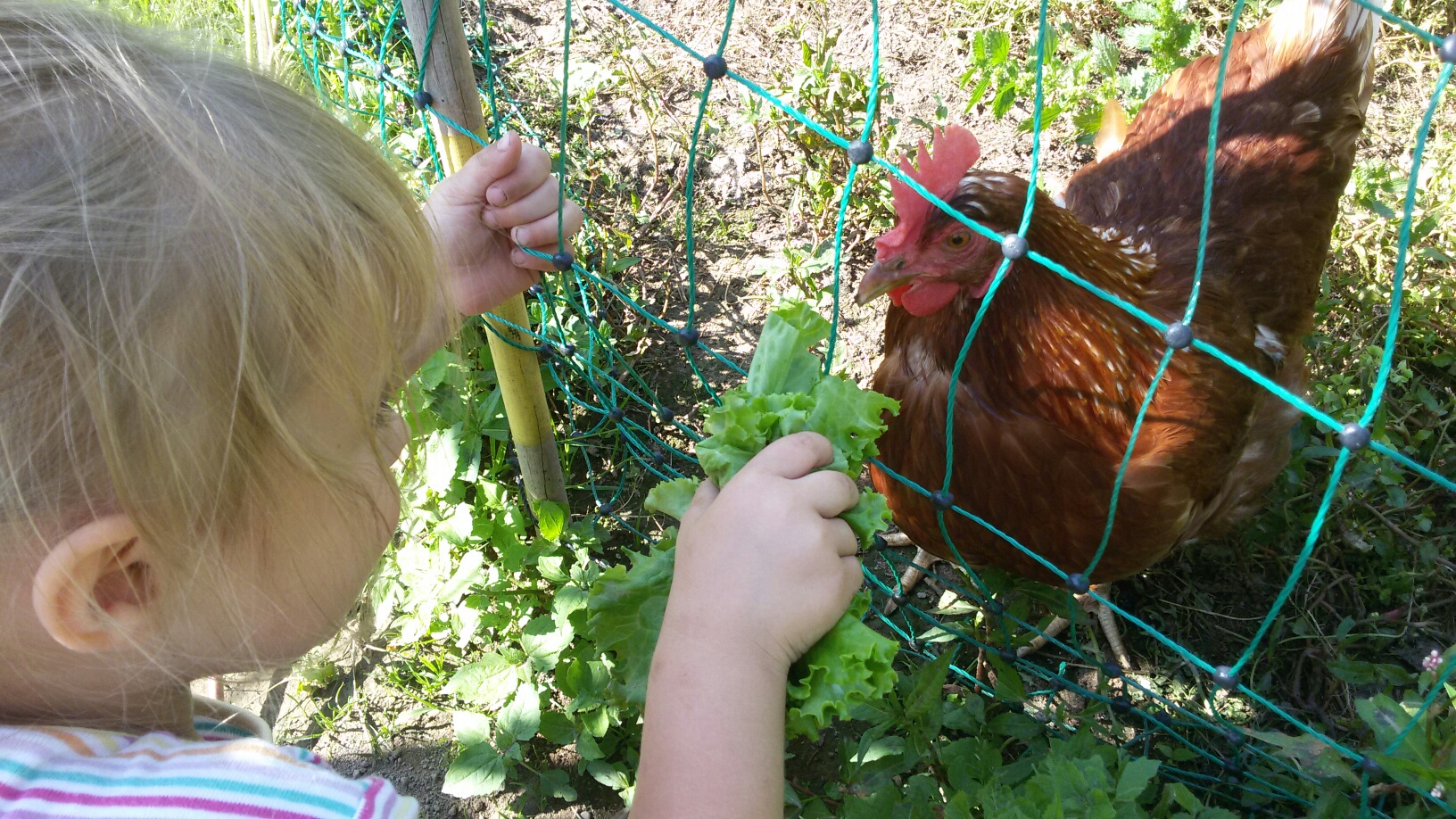 Kinderglück hat viele Namen. Hier heißt es Hühner füttern. Das Mädchen ist 3 1/2 Jahre und liebt es die Hühner zu füttern, streicheln und auf den Arm zu nehmen