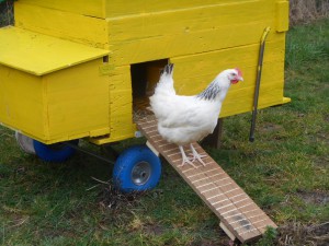 Mobiler Hühnerstall – Chickentraktor